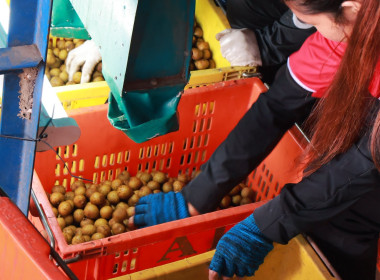 ผวจ.พะเยา นำคณะ ลงพื้นที่ตรวจเยี่ยมล้งรับซื้อลำไย ... พารามิเตอร์รูปภาพ 7