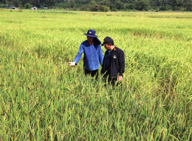 สหกรณ์จังหวัดพะเยา ... พารามิเตอร์รูปภาพ 11