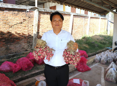 สำนักงานสหกรณ์จังหวัดพะเยา เร่งกระจายหอมแดง 3.5 ตัน ... พารามิเตอร์รูปภาพ 2