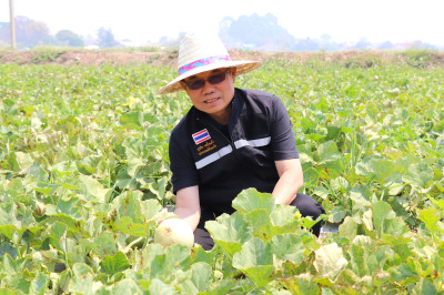 ลงพื้นที่ตรวจเยี่ยมสวนสมาชิกกลุ่มเกษตรกรทำสวนแคนตาลูปและผลิตผลเกษตรศรีถ้อย เสริมศักยภาพการผลิตและการตลาด ... พารามิเตอร์รูปภาพ 1