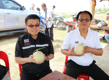 ลงพื้นที่ตรวจเยี่ยมสวนสมาชิกกลุ่มเกษตรกรทำสวนแคนตาลูปและผลิตผลเกษตรศรีถ้อย เสริมศักยภาพการผลิตและการตลาด ... พารามิเตอร์รูปภาพ 5