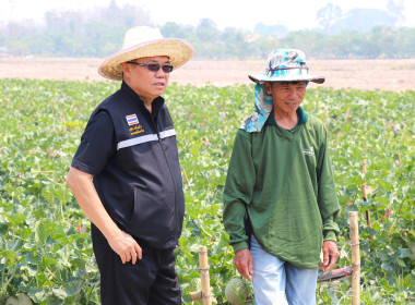 ลงพื้นที่ตรวจเยี่ยมสวนสมาชิกกลุ่มเกษตรกรทำสวนแคนตาลูปและผลิตผลเกษตรศรีถ้อย เสริมศักยภาพการผลิตและการตลาด ... พารามิเตอร์รูปภาพ 1