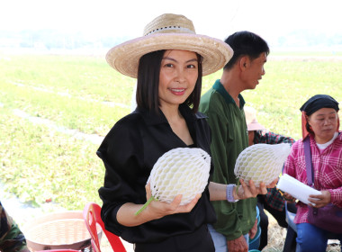 ลงพื้นที่ตรวจเยี่ยมสวนสมาชิกกลุ่มเกษตรกรทำสวนแคนตาลูปและผลิตผลเกษตรศรีถ้อย เสริมศักยภาพการผลิตและการตลาด ... พารามิเตอร์รูปภาพ 4