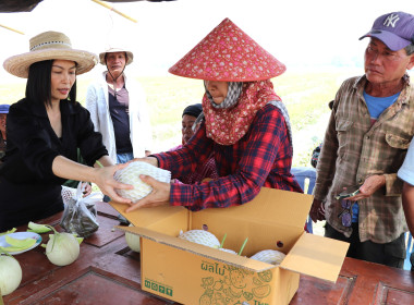 ลงพื้นที่ตรวจเยี่ยมสวนสมาชิกกลุ่มเกษตรกรทำสวนแคนตาลูปและผลิตผลเกษตรศรีถ้อย เสริมศักยภาพการผลิตและการตลาด ... พารามิเตอร์รูปภาพ 8