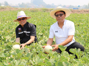 ลงพื้นที่ตรวจเยี่ยมสวนสมาชิกกลุ่มเกษตรกรทำสวนแคนตาลูปและผลิตผลเกษตรศรีถ้อย เสริมศักยภาพการผลิตและการตลาด ... พารามิเตอร์รูปภาพ 3