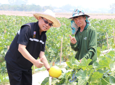 ลงพื้นที่ตรวจเยี่ยมสวนสมาชิกกลุ่มเกษตรกรทำสวนแคนตาลูปและผลิตผลเกษตรศรีถ้อย เสริมศักยภาพการผลิตและการตลาด ... พารามิเตอร์รูปภาพ 2